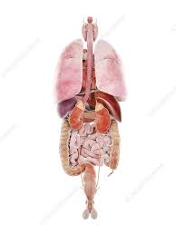 Image result for internal organs
