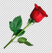 Download the latest version of rose flower frames for android. Rose Flower Png Clipart Cut Flowers Download Flora Floral Design Flower Free Png Download