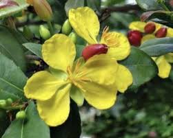 Image result for Ochna serrulata