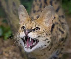 Pin On Photography Focusing On Animals