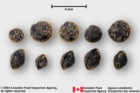 Image result for Spergula