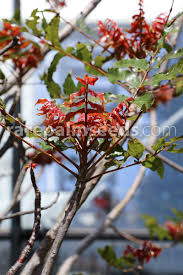 Image result for Harpephyllum afrum