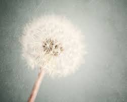 Flower Picture Dandelion Art 11x14 Print 11 X 14 Art Print Pastel Flower Photography Cream Girls Ro Flower Wall Art Decor Girl Room Art Flower Prints Art