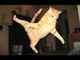 The Best Cute And Funny Cat Videos This Week Funny Tik Tok Cats Try Not To Laugh Youtube In 2020 Funny Cats Funny Cat Videos Cats