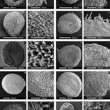 Image result for Sarcocornia decumbens