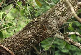 Image result for Mimusops obtusifolia