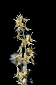 Image result for Embelia ruminata