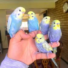 We did not find results for: Handzahme Wellensittiche Rainbow Wellensittiche In Nordrhein Westfalen Steinheim Wellensittiche Und Kanarienvogel Kaufen Ebay Kleinanzeigen