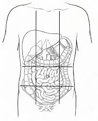 Abdominal causes symptoms treatment abdominal. Diagram Abs Anatomy Diagram Full Version Hd Quality Speakerdiagrams Mariachiaragadda It