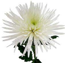 Order White Spider Mum Anastasia Chrysanthemum At Wholesale