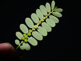Image result for Phyllanthus udoricola