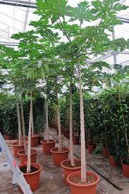 Bereits, wenn sie ihre papaya pflanzen, sollte der standort ordentlich sonnenlicht bekommen. Carica Papaya Pflanze Baum Gross Kaufen Frei Haus Shop