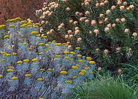 Image result for Phymaspermum