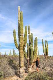 Bajas cactus hostel 4.0 76. Back To Baja Baja California Baja California Sur California