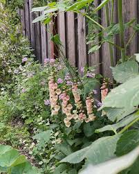 Image result for Digitalis purpurea alba/ red spots