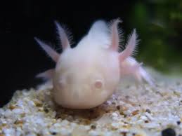 メキシコサンショウウオ (ambystoma mexicanum) は、両生綱有尾目トラフサンショウウオ科トラフサンショウウオ属に分類される有尾類。 メキシコサラマンダー や、 ウーパールーパー という名称も用いられる 。 ã‚¦ãƒ¼ãƒ'ãƒ¼ãƒ«ãƒ¼ãƒ'ãƒ¼ ã®åå‰ã§çŸ¥ã‚‰ã‚Œã‚‹ãƒ¡ã‚­ã‚·ã‚³ã‚µãƒ©ãƒžãƒ³ãƒ€ãƒ¼ çƒä¸¸çµŒæ¸ˆæ–°èž