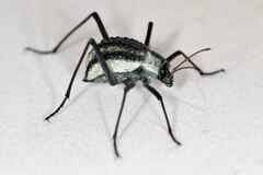 Image result for Pogonospermum divaricatum