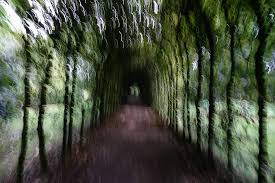 Kunstnet ist eine online galerie für kunstinteressierte und künstler. Neulich Im Garten Foto Bild Natur Landschaft Pflanzen Bilder Auf Fotocommunity