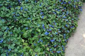 10 Blau Bluhende Bodendecker Fur Ihren Schonen Garten Bodendecker Garten Und Boden