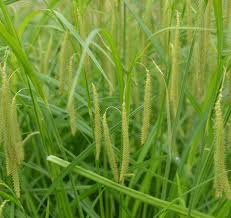 Image result for Carex johnstonii
