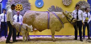Rencontre avec malette, candidate au concours général agricole au salon de l'agriculture 2019 à paris. Concours General Agricole 2017 Les Champions Allaitants