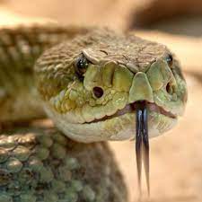 Pin By John On Alf Snake Snake Facts Snake Venom