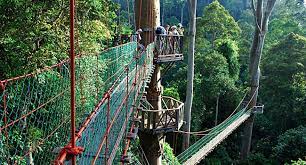 If you are afraid of heights its probably not for you. Poring Treetop Canopy Walk Go Sabah