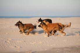 nikon club nederland toon onderwerp honden bij ouddorp op het strand het strand op het strand honden