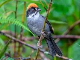 Image result for Schizostephanus alatus