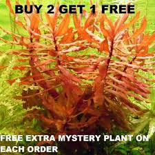 Image result for Nesaea crassicaulis