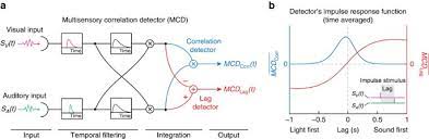 Correlator with pu signal uncertainty. Correlation Detection As A General Mechanism For Multisensory Integration Nature Communications