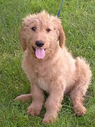 Beautiful mini goldendoodle puppies from quality breeders. Goldendoodle Puppies For Sale In Pa Lancaster Puppies