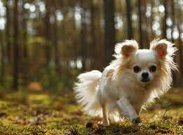 Schau dir unsere auswahl an chihuahua art an, um die tollsten einzigartigen oder spezialgefertigten handgemachten stücke aus unseren shops für wandbehänge zu finden. Chihuahua Rasseportrait Im Hunde Magazin Zooroyal Magazin