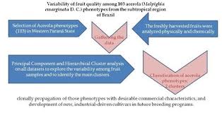 Variability of Fruit Quality among 103 Acerola (Malpighia emarginata D. C.)  Phenotypes from the Subtropical Region of Brazil