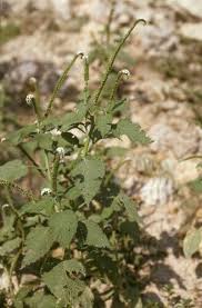 Image result for Heliotropium indicum