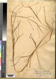 Image result for Elymandra grallata