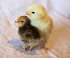 Chickens raised in a backyard flock tend to be larger than commercially produced chickens found in grocery stores. Chicken Math Broiler Edition How To Raise Meat Birds