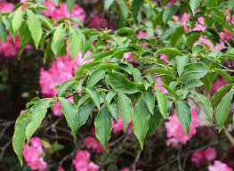 Image result for Stemodia serrata