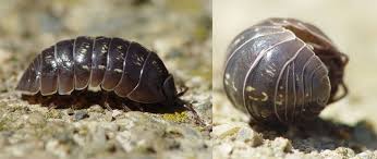 Pill Bug – Heavy Metal Detector of the Underworld - Following Deer Creek
