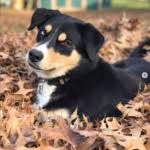 We did not find results for: Bernese Mountain Dog Husky Mix Bernese Mountain Dog Information Centre