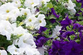 19 Fragrant Flower And Shrub Favorites Gardener S Path Fragrant Flowers Fragrant Plant Scent Garden