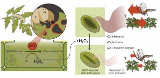 Learn more about the plant, its cultivation, and its history of domestication. Silencing The Alarm An Insect Salivary Enzyme Closes Plant Stomata And Inhibits Volatile Release Department Of Plant Science