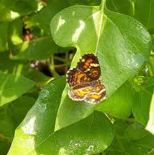 Image result for Helianthus debilis