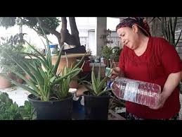 Kolay yetiştirebileceğiniz böyle değerli bir bitkiyi evinde yetiştirmeyi kim istemez ki. Aloe Vera Bitkisi Cogaltma Aloe Vera Bakimi Hakkinda Bilgiler Youtube Aloe Organik Bahcecilik Bitki