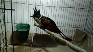 Suara burung betina berisi suara burung kicau betina yang berkualitas untuk pancingan burung muda, terapi macet bunyi dan pikat burung kicau jantan. Si Bubut Pacar Jambul Youtube