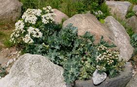 Image result for Crambe kilimandscharica