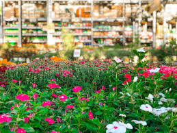 Real dried flower dry plants for aromatherapy candle epoxy resin decoration. Rows Of Colorful Flowers And Plants For Sale At A Garden Nursery Stock Photo Picture And Royalty Free Image Image 133186182