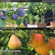Fast shipping and orders $35+ ship free. Patio Fruit Tree Collection Van Meuwen