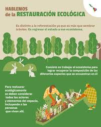 También te recomendamos leer este otro artículo sobre la deforestación en argentina. Por Que Importa La Deforestacion La Restauracion Ecologica Puede Ser Una Alternativa Para America Latina Distintas Latitudes
