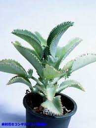 Pin By Maria Jose Mata On My Flowers Planting Succulents Trees To Plant Growing Succulents
